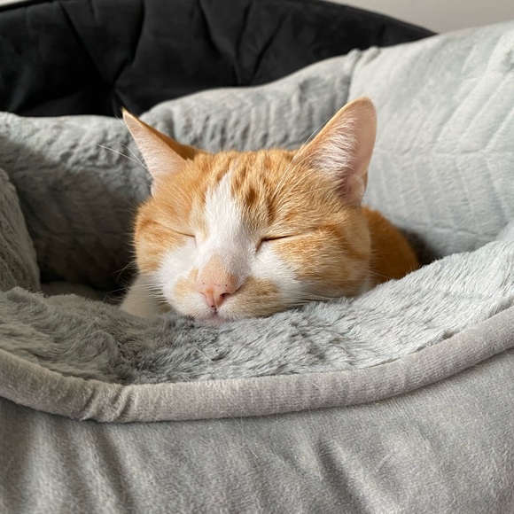 meowoem